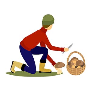 মাশরুম সংগ্রহের চাকরি - Mushroom Picker job in poland for Bangladeshi